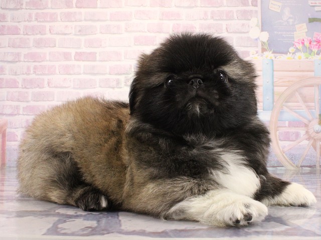 大阪府のペキニーズ (Coo&RIKU心斎橋店/2026年3月12日生まれ/男の子/フォーンホワイト)の子犬の2枚目の画像