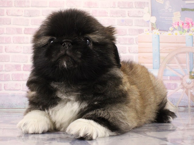 大阪府のペキニーズ (Coo&RIKU心斎橋店/2026年3月12日生まれ/男の子/フォーンホワイト)の子犬の3枚目の画像