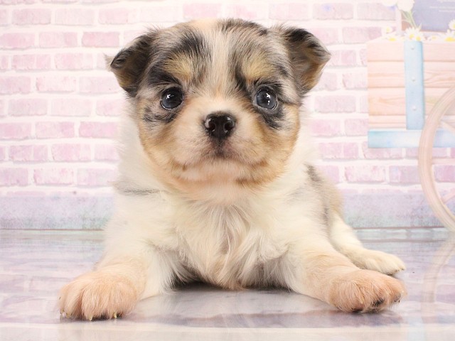 大阪府のチワワ(ロング) (Coo&RIKU心斎橋店/2026年3月12日生まれ/女の子/ブルーマール)の子犬の1枚目の画像