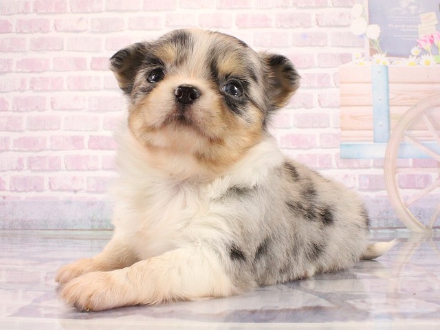 大阪府のチワワ(ロング) (Coo&RIKU心斎橋店/2026年3月12日生まれ/女の子/ブルーマール)の子犬の3枚目の画像
