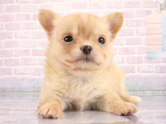 大阪府のチワワ(ロング) (Coo&RIKU東大阪店/2026年3月12日生まれ/男の子/クリーム)の子犬