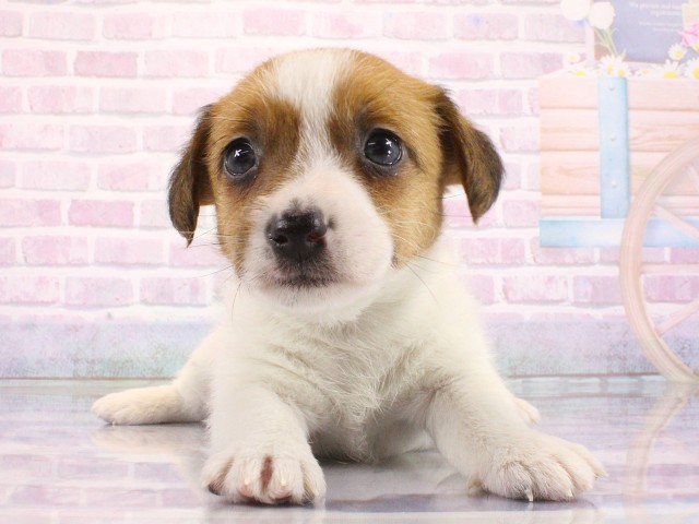 兵庫県のジャックラッセルテリア (Coo&RIKU姫路店/2026年3月11日生まれ/女の子/タンホワイト)の子犬