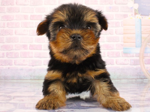 兵庫県のヨークシャーテリア (Coo&RIKU姫路店/2026年3月11日生まれ/男の子/スチールブルータン)の子犬
