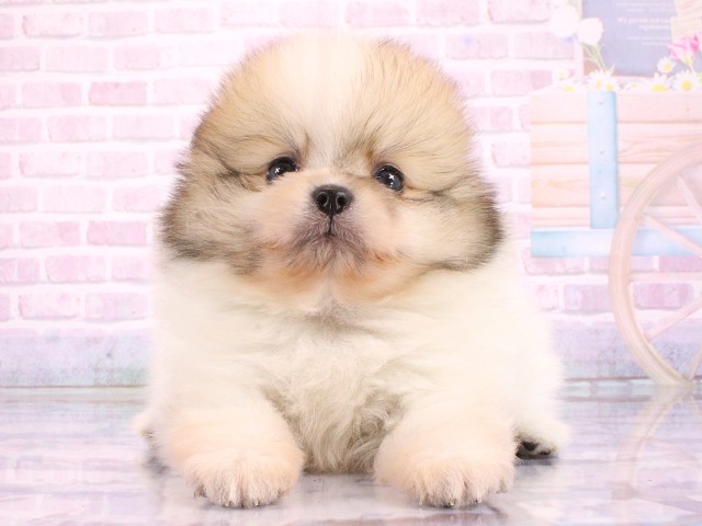 大阪府のポメラニアン (Coo&RIKU心斎橋店/2026年3月11日生まれ/女の子/パーティーカラー)の子犬の1枚目の画像