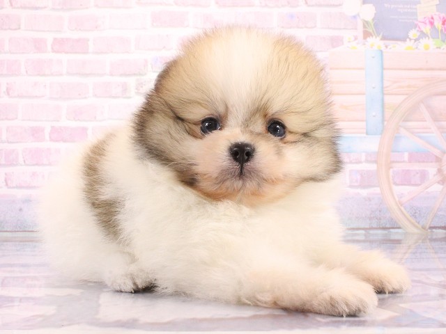 大阪府のポメラニアン (Coo&RIKU心斎橋店/2026年3月11日生まれ/女の子/パーティーカラー)の子犬の2枚目の画像