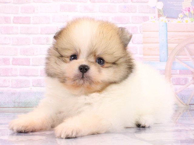 大阪府のポメラニアン (Coo&RIKU心斎橋店/2026年3月11日生まれ/女の子/パーティーカラー)の子犬の3枚目の画像