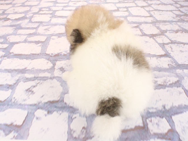 大阪府のポメラニアン (Coo&RIKU心斎橋店/2026年3月11日生まれ/女の子/パーティーカラー)の子犬の4枚目の画像