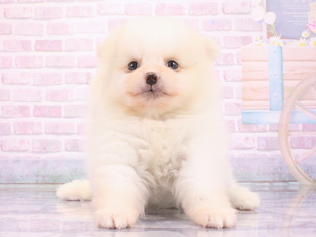 大阪府のポメラニアン (Coo&RIKU天王寺店/2026年3月11日生まれ/女の子/ホワイトクリーム)の子犬