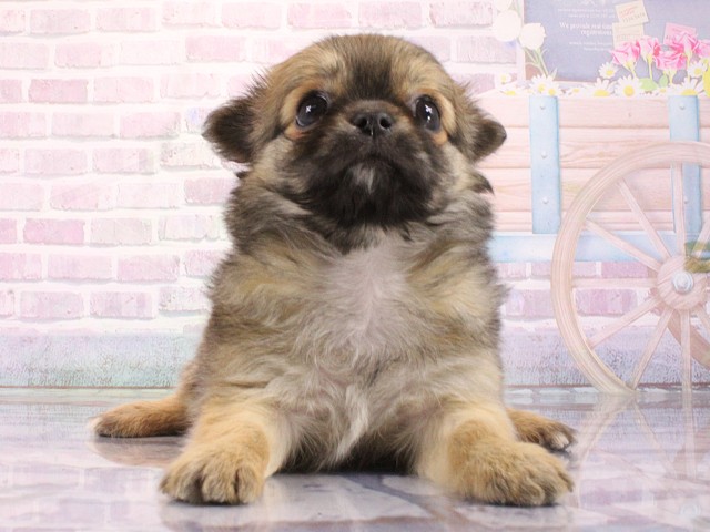 大阪府のチワワ(ロング) (Coo&RIKU高槻店/2026年3月12日生まれ/男の子/フォーン)の子犬