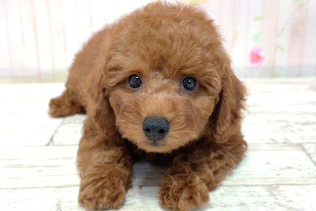 神奈川県のトイプードル(トイ) (Coo&RIKU日吉店/2026年3月9日生まれ/男の子/レッド)の子犬の1枚目の画像