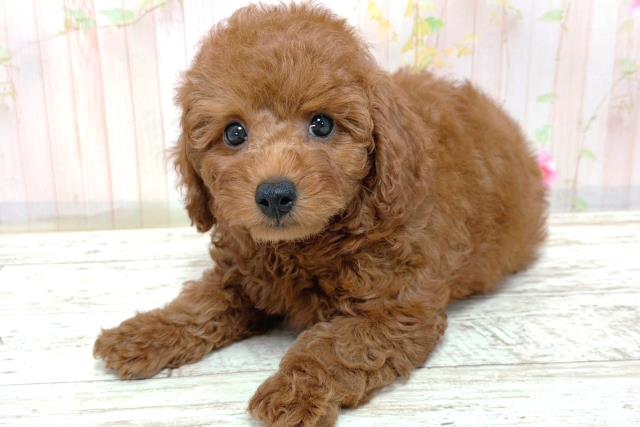 神奈川県のトイプードル(トイ) (Coo&RIKU日吉店/2026年3月9日生まれ/男の子/レッド)の子犬の2枚目の画像