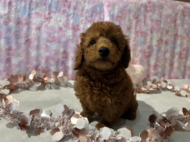 神奈川県のトイプードル(トイ) (Coo&RIKU日吉店/2026年3月9日生まれ/男の子/レッド)の子犬の3枚目の画像