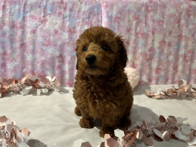 神奈川県のトイプードル(トイ) (Coo&RIKU日吉店/2026年3月9日生まれ/男の子/レッド)の子犬の4枚目の画像