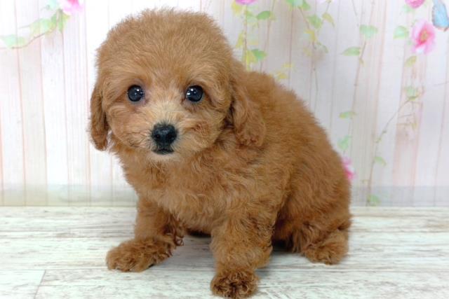 石川県のトイプードル(トイ) (Coo&RIKUイオン野々市南店/2026年3月9日生まれ/女の子/レッド)の子犬の2枚目の画像