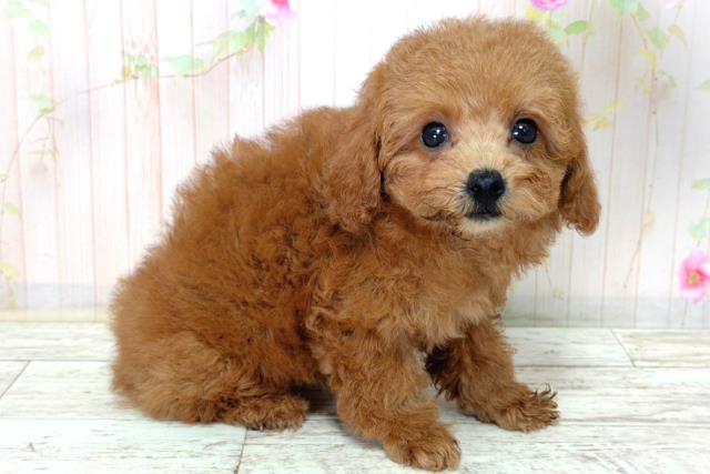 石川県のトイプードル(トイ) (Coo&RIKUイオン野々市南店/2026年3月9日生まれ/女の子/レッド)の子犬の3枚目の画像