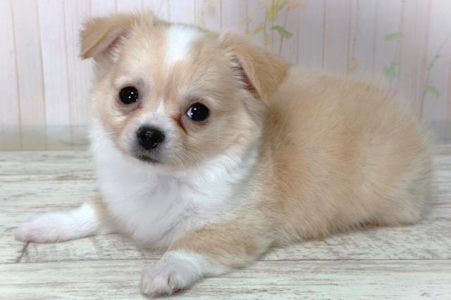 北海道のチワワ(ロング) (Coo&RIKU北見店/2026年3月10日生まれ/男の子/クリームホワイト)の子犬の2枚目の画像