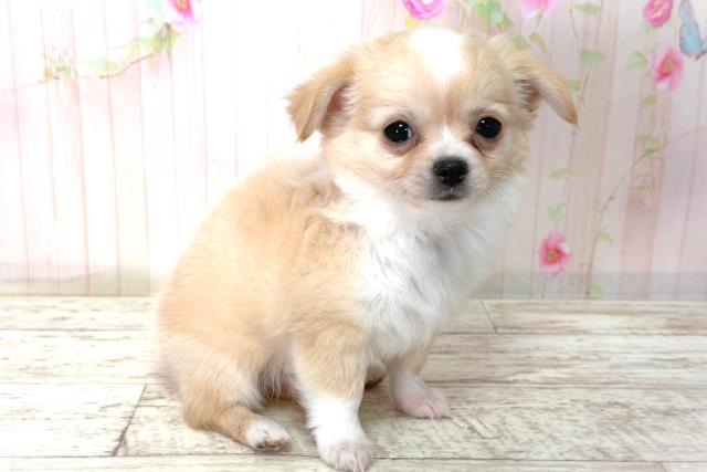 北海道のチワワ(ロング) (Coo&RIKU北見店/2026年3月10日生まれ/男の子/クリームホワイト)の子犬の3枚目の画像