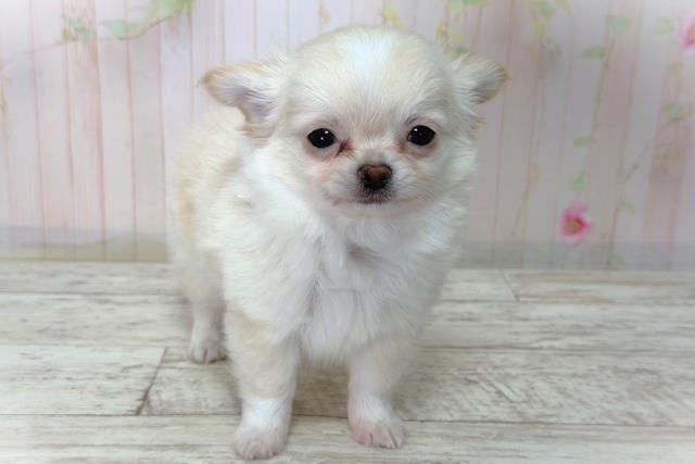 北海道のチワワ(ロング) (Coo&RIKU札幌西店/2026年3月10日生まれ/男の子/クリームホワイト)の子犬の1枚目の画像