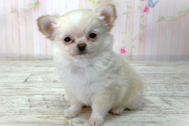 北海道のチワワ(ロング) (Coo&RIKU札幌西店/2026年3月10日生まれ/男の子/クリームホワイト)の子犬の2枚目の画像