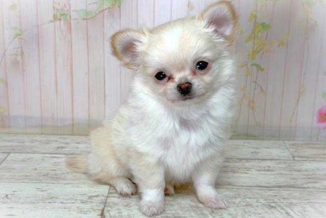 北海道のチワワ(ロング) (Coo&RIKU札幌西店/2026年3月10日生まれ/男の子/クリームホワイト)の子犬の3枚目の画像