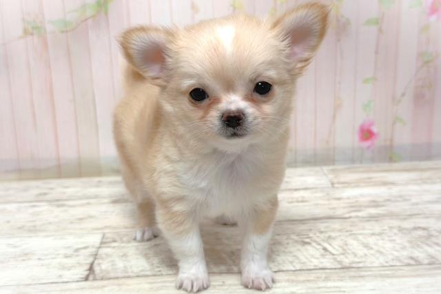 北海道のチワワ(ロング) (Coo&RIKU札幌東店/2026年3月10日生まれ/女の子/クリームホワイト)の子犬