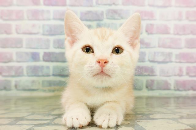 北海道のアメリカンカール (Coo&RIKU函館店/2026年3月2日生まれ/男の子/クリームタビー)の子猫の1枚目の画像