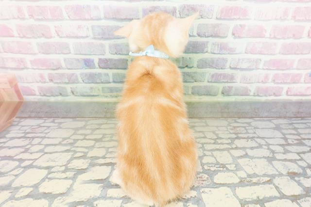 北海道のアメリカンカール (Coo&RIKU函館店/2026年3月2日生まれ/男の子/クリームタビー)の子猫の4枚目の画像