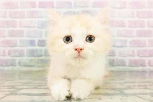 北海道のマンチカン (Coo&RIKU旭川店/2026年3月8日生まれ/女の子/クリームタビーホワイト)の子猫の1枚目の画像
