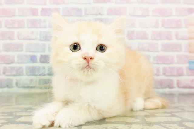 北海道のマンチカン (Coo&RIKU旭川店/2026年3月8日生まれ/女の子/クリームタビーホワイト)の子猫の2枚目の画像