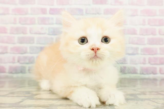北海道のマンチカン (Coo&RIKU旭川店/2026年3月8日生まれ/女の子/クリームタビーホワイト)の子猫の3枚目の画像