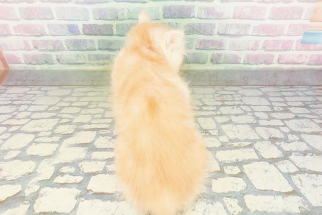 北海道のマンチカン (Coo&RIKU旭川店/2026年3月8日生まれ/女の子/クリームタビーホワイト)の子猫の4枚目の画像