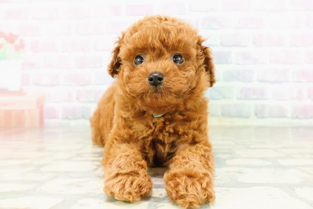 東京都のトイプードル(トイ) (Coo&RIKU赤坂店/2026年3月13日生まれ/男の子/レッド)の子犬