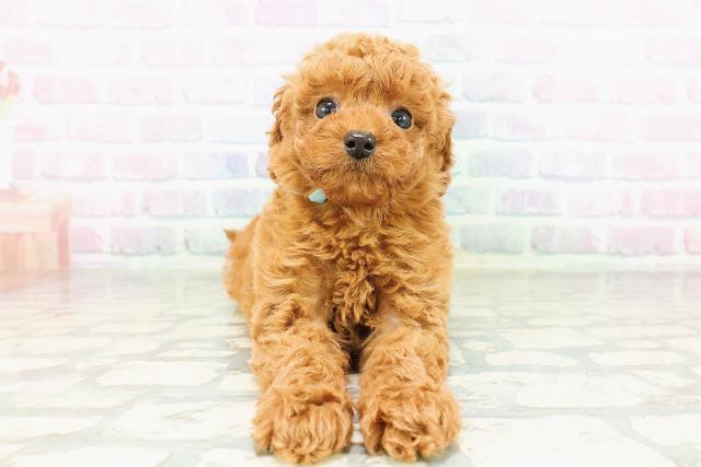東京都のトイプードル(トイ) (Coo&RIKU高円寺店/2026年3月13日生まれ/男の子/レッド)の子犬の1枚目の画像