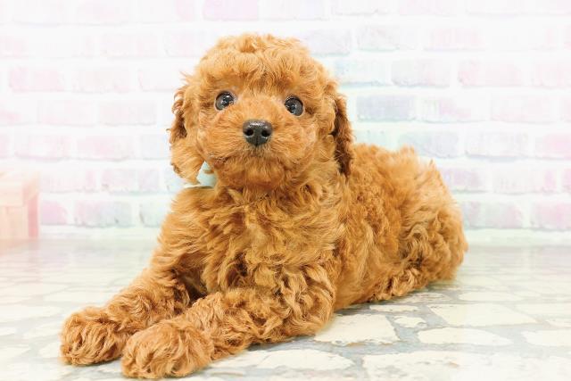 東京都のトイプードル(トイ) (Coo&RIKU高円寺店/2026年3月13日生まれ/男の子/レッド)の子犬の2枚目の画像