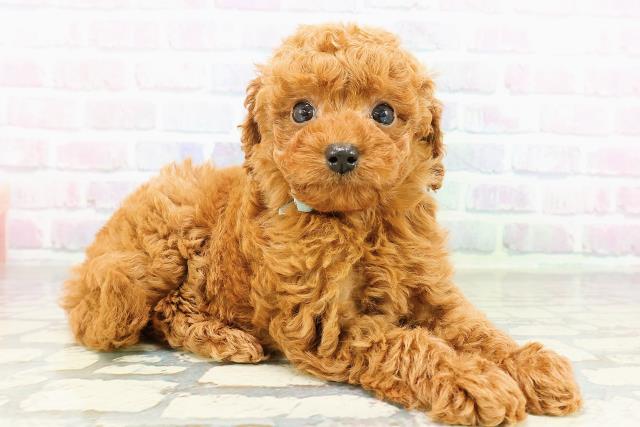 東京都のトイプードル(トイ) (Coo&RIKU高円寺店/2026年3月13日生まれ/男の子/レッド)の子犬の3枚目の画像