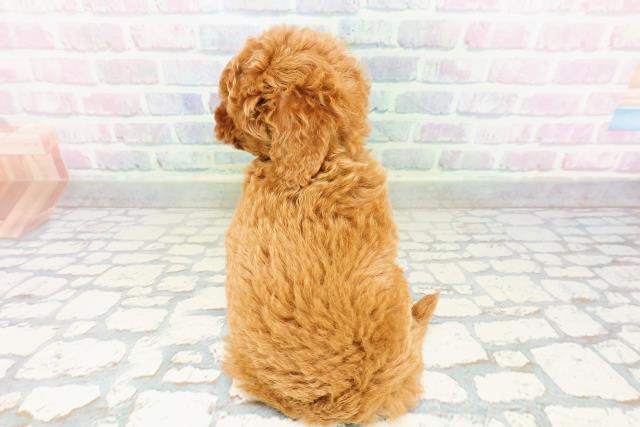 東京都のトイプードル(トイ) (Coo&RIKU高円寺店/2026年3月13日生まれ/男の子/レッド)の子犬の4枚目の画像