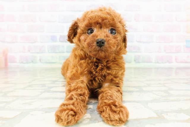 東京都のトイプードル(トイ) (Coo&RIKU広尾店/2026年3月13日生まれ/女の子/レッド)の子犬