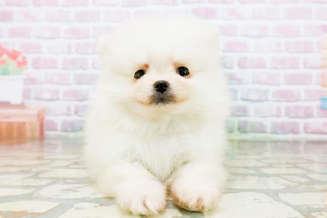 東京都のポメラニアン (Coo&RIKU自由が丘店/2026年3月14日生まれ/男の子/クリーム)の子犬
