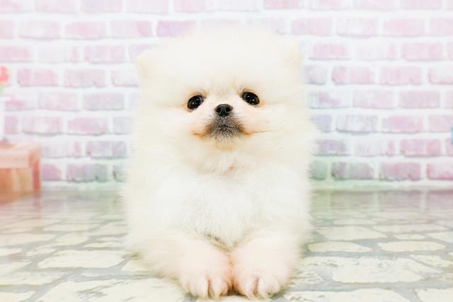 東京都のポメラニアン (Coo&RIKU赤坂店/2026年3月14日生まれ/女の子/クリーム)の子犬