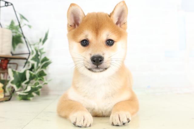 高知県の豆柴 (Coo&RIKU高知御座店/2026年3月12日生まれ/女の子/赤)の子犬の1枚目の画像