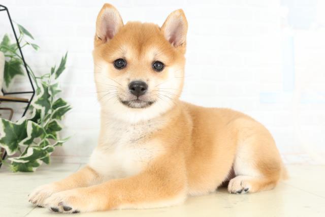 高知県の豆柴 (Coo&RIKU高知御座店/2026年3月12日生まれ/女の子/赤)の子犬の3枚目の画像