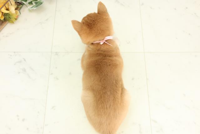 高知県の豆柴 (Coo&RIKU高知御座店/2026年3月12日生まれ/女の子/赤)の子犬の4枚目の画像