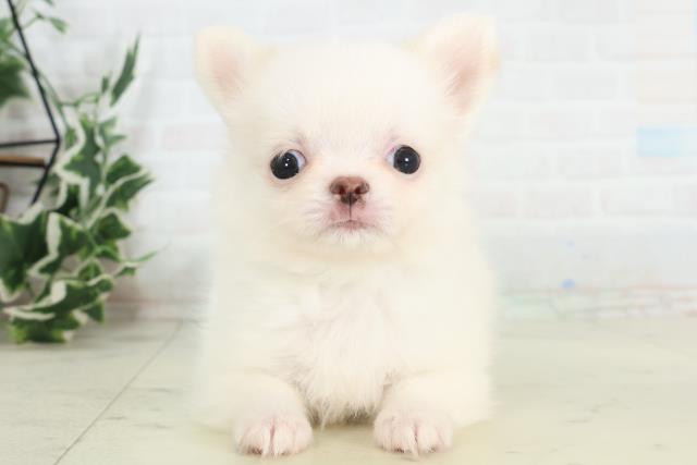 新潟県のチワワ(ロング) (Coo&RIKU新潟東店/2026年3月11日生まれ/男の子/クリームホワイト)の子犬の1枚目の画像