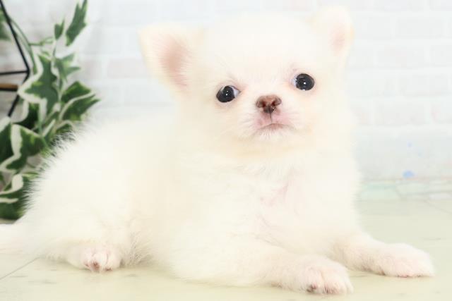 新潟県のチワワ(ロング) (Coo&RIKU新潟東店/2026年3月11日生まれ/男の子/クリームホワイト)の子犬の2枚目の画像