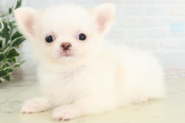新潟県のチワワ(ロング) (Coo&RIKU新潟東店/2026年3月11日生まれ/男の子/クリームホワイト)の子犬の3枚目の画像