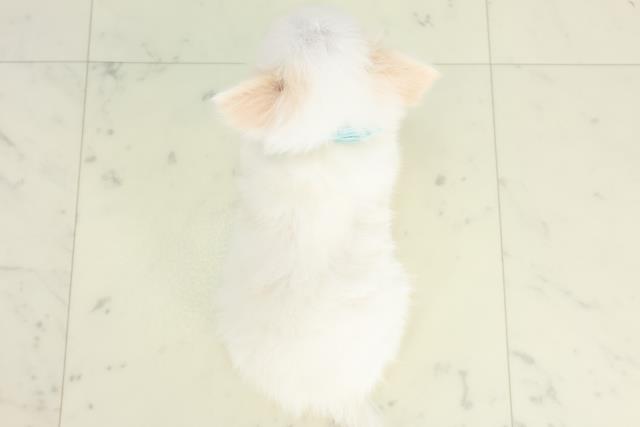 新潟県のチワワ(ロング) (Coo&RIKU新潟東店/2026年3月11日生まれ/男の子/クリームホワイト)の子犬の4枚目の画像