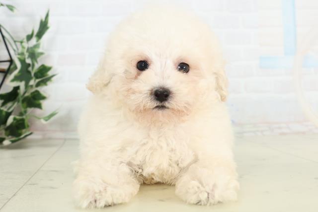 鹿児島県のトイプードル(トイ) (Coo&RIKU鹿児島店/2026年3月11日生まれ/男の子/ホワイト)の子犬の1枚目の画像