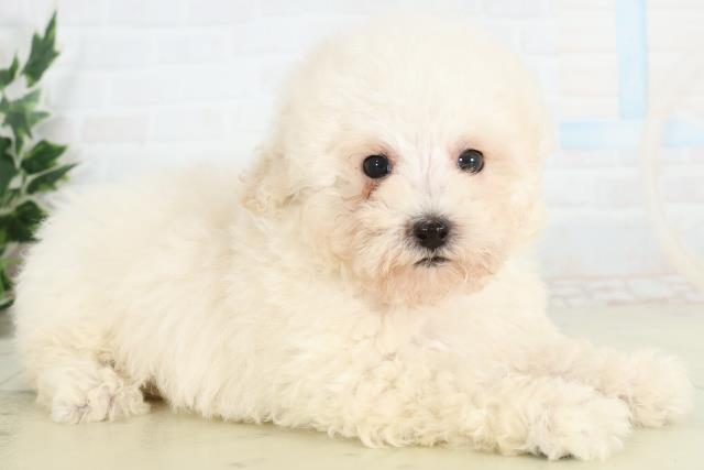 鹿児島県のトイプードル(トイ) (Coo&RIKU鹿児島店/2026年3月11日生まれ/男の子/ホワイト)の子犬の2枚目の画像