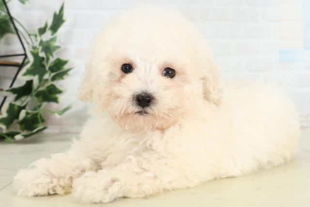 鹿児島県のトイプードル(トイ) (Coo&RIKU鹿児島店/2026年3月11日生まれ/男の子/ホワイト)の子犬の3枚目の画像