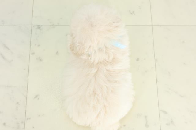 鹿児島県のトイプードル(トイ) (Coo&RIKU鹿児島店/2026年3月11日生まれ/男の子/ホワイト)の子犬の4枚目の画像